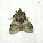 Moth