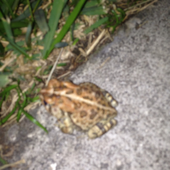 Spotting Image 1