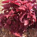 Coleus