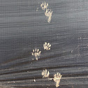 Northern Raccoon