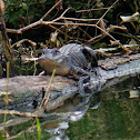 American alligator