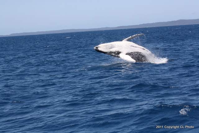 Humpback Whale