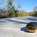 Florida Cooter