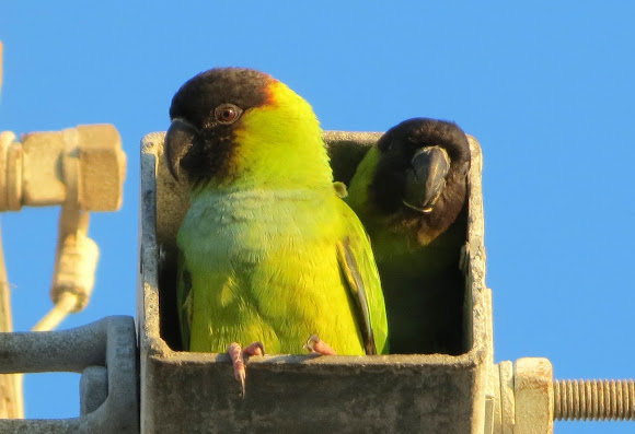 Spotting Image 1