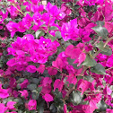 bougainvillea