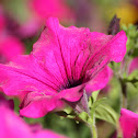 Petunia