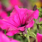 Petunia