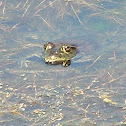 Bullfrog