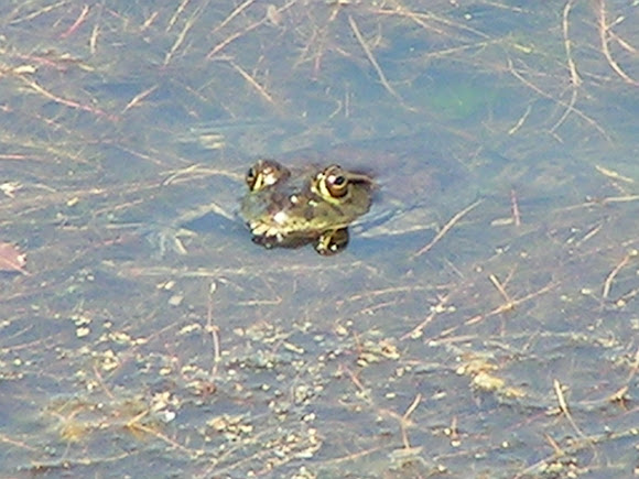 Spotting Image 1