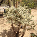 Teddy Bear Cholla Cactus