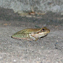 Squirrel Treefrog