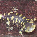 Tiger Salamander