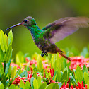 Rufous-tailed Hummingbird