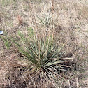Yucca