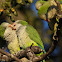 Monk Parakeet