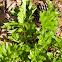 acanthus