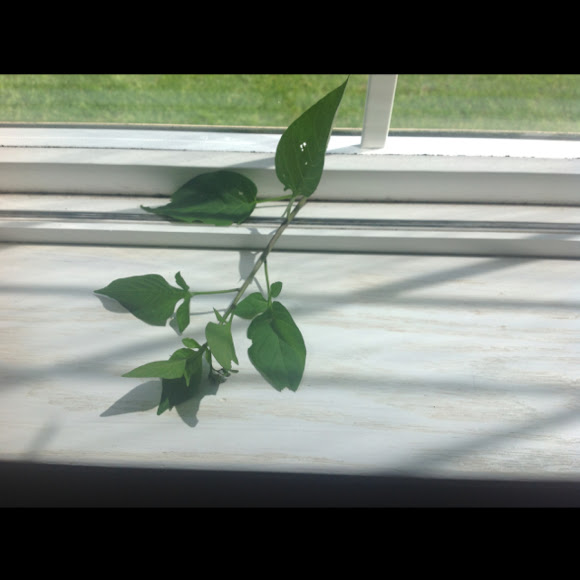 Spotting Image 1