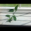 Bittersweet nightshade