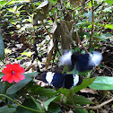Sapho Butterfly