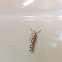 Atteva sp.
