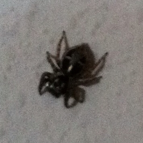 Spotting Image 1