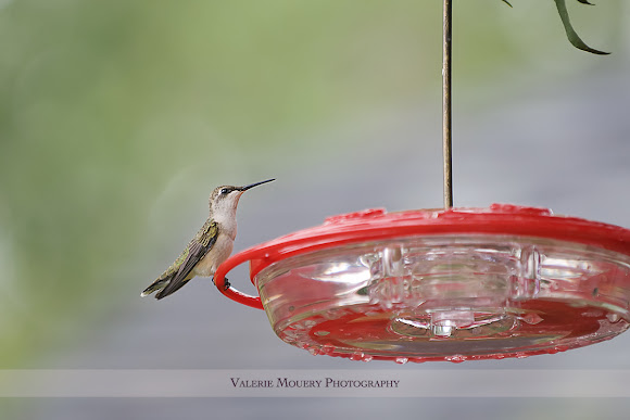 Spotting Image 1
