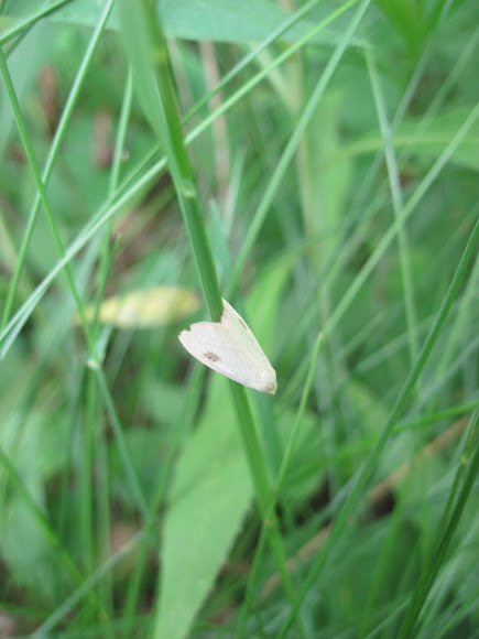 Spotting Image 1
