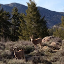 Mule Deer