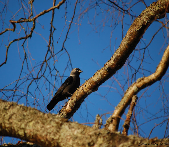 Spotting Image 1