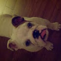 English bulldog