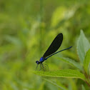 Damselfly