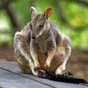 Swamp Wallaby