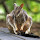 Marsupials of the World