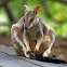 Swamp Wallaby