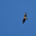 Buzzard