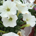 White Petunia