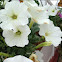 White Petunia