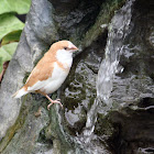 Bengalese Finch