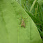 Meadow Grasshopper