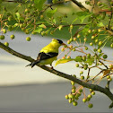 American Goldfinch