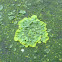 Lichen