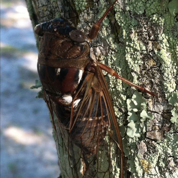 Spotting Image 1