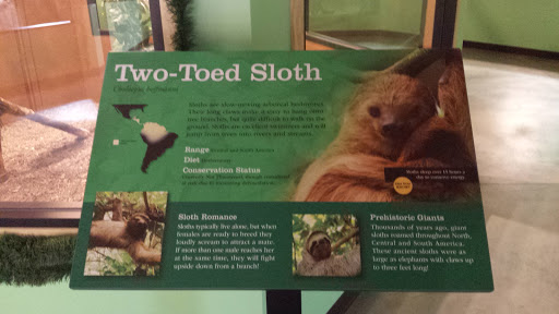 Chattanooga Zoo : Two Toed Sloth Exhibit