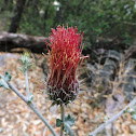Arizona Thistle