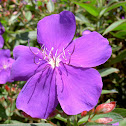 Glory Bush