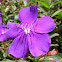 Glory Bush