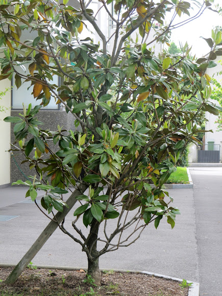 Spotting Image 1