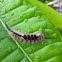 Tussock moth
