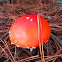 Fungi- Fly Agari