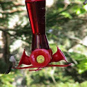 Humming Bird
